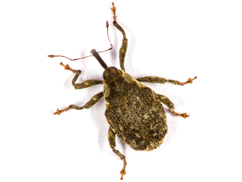 Parethelcus pollinarius